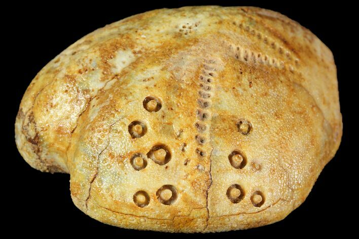 Fossil Echinoid (Lovenia) - Australia #114585